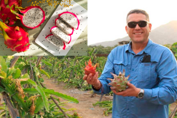 Germán Caballero: exportador de pitahayas en el Perú