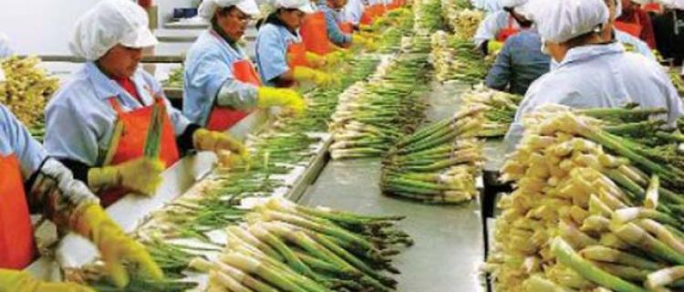 Agroexportación en azul: sector incrementó sus envíos el 2017