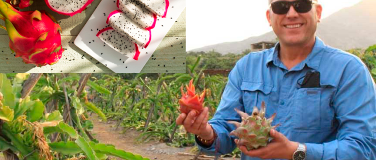 Germán Caballero: exportador de pitahayas en el Perú Germán Caballero: exportador de pitahayas en el Perú