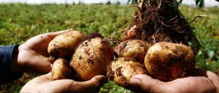 Las ventajas del comercio justo para una marca