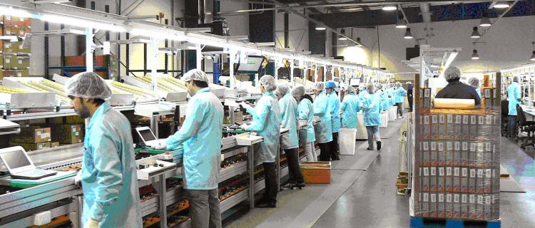 Ocho de cada 10 empresas industriales planea automatizar sus procesos