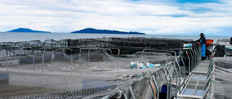 Entregan US$2 millones para mejorar los procesos de crianza de trucha en el Titicaca Entregan US$2 millones para mejorar los procesos de crianza de trucha en el Titicaca