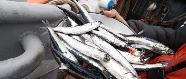 POLÉMICA POR LA LEY DE CUOTAS DE PESCA POLÉMICA POR LA LEY DE CUOTAS DE PESCA