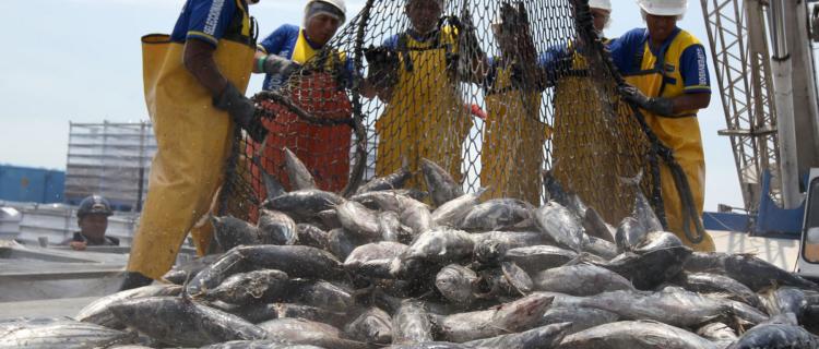 El 2018 fue un gran año para la pesca peruana, ¿cómo será el 2019? El 2018 fue un gran año para la pesca peruana, ¿cómo será el 2019?