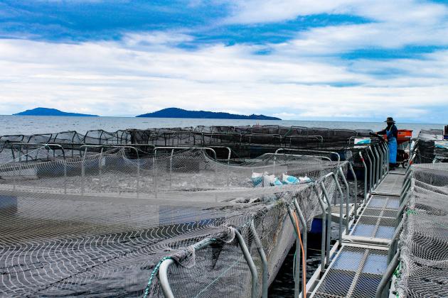 Entregan US$2 millones para mejorar los procesos de crianza de trucha en el Titicaca Entregan US$2 millones para mejorar los procesos de crianza de trucha en el Titicaca