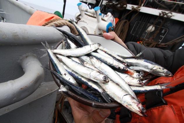 POLÉMICA POR LA LEY DE CUOTAS DE PESCA POLÉMICA POR LA LEY DE CUOTAS DE PESCA