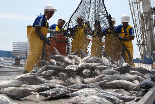 El 2018 fue un gran año para la pesca peruana, ¿cómo será el 2019? El 2018 fue un gran año para la pesca peruana, ¿cómo será el 2019?