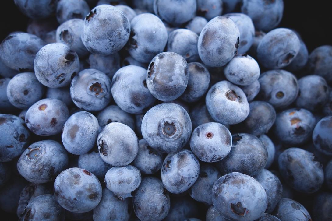 Los envíos de arándanos al mercado chino rompen récords Los envíos de arándanos al mercado chino rompen récords
