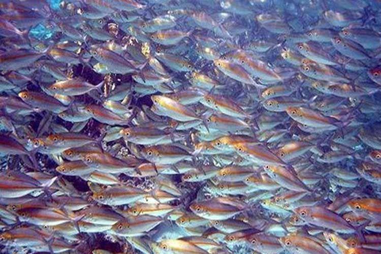 Veto sanitario: Brasil suspende exportaciones de pescado a la Unión Europea Veto sanitario: Brasil suspende exportaciones de pescado a la Unión Europea